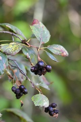 Crataegus douglasii