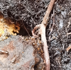 Tetramorium tsushimae