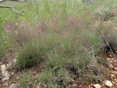 Muhlenbergia fragilis