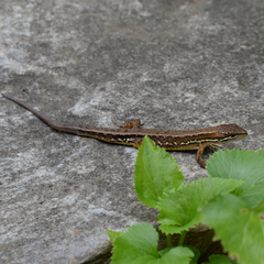 Takydromus tachydromoides