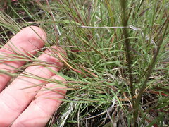 Muhlenbergia fragilis