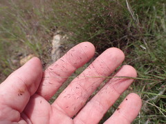 Muhlenbergia fragilis