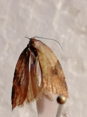 Acleris aspersana