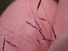 Muhlenbergia fragilis