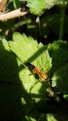 Ctenochares bicolorus