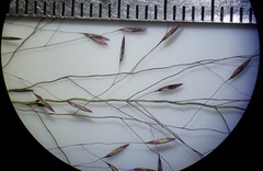 Muhlenbergia fragilis