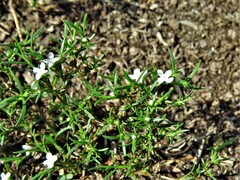 Polypremum procumbens