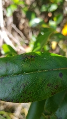 Xanthocryptus novozealandicus