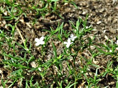 Polypremum procumbens
