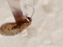 Sympherobius pygmaeus