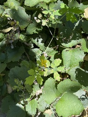 Chelidonium asiaticum