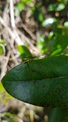Xanthocryptus novozealandicus