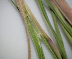 Muhlenbergia fragilis