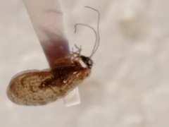 Sympherobius pygmaeus