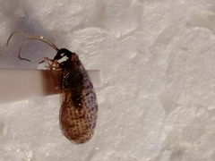 Sympherobius pygmaeus