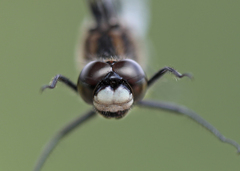 Leucorrhinia proxima