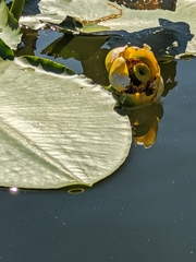 Nuphar polysepala