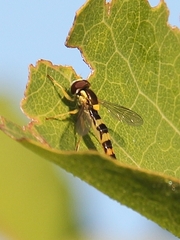 Sphaerophoria scripta