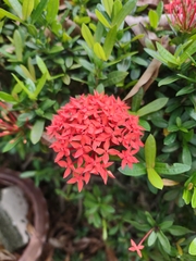 Ixora coccinea