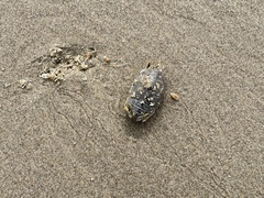 Emerita analoga