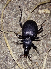 Cychrus caraboides