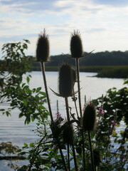 Dipsacus laciniatus