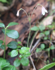 Linnaea borealis