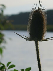 Dipsacus laciniatus