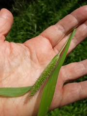 Setaria parviflora
