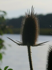 Dipsacus laciniatus