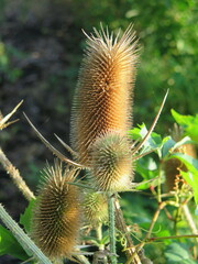 Dipsacus laciniatus