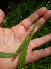 Setaria parviflora