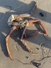 Panulirus interruptus