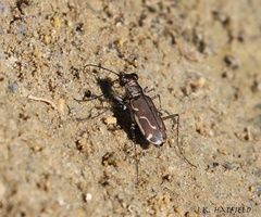 Cicindela tenuisignata