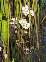 Sagittaria