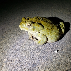 Incilius alvarius