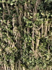 Garrya elliptica