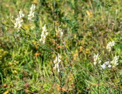 Aconitum barbatum