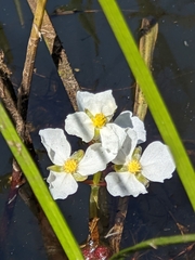 Sagittaria