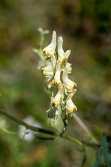 Aconitum barbatum
