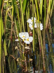 Sagittaria