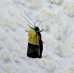 Ponometia clausula