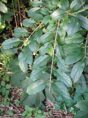 Rhamnus