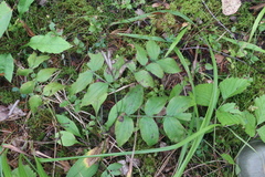 Lathyrus vernus