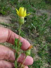 Bradburia pilosa