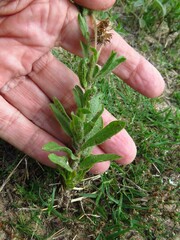 Bradburia pilosa