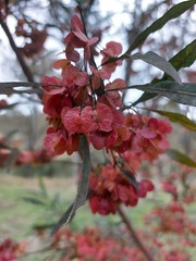 Dodonaea viscosa