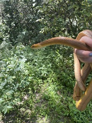 Pantherophis alleghaniensis
