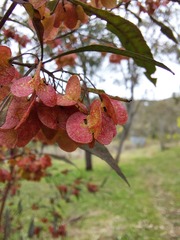Dodonaea viscosa