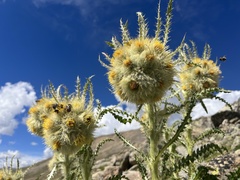 Cirsium funkiae